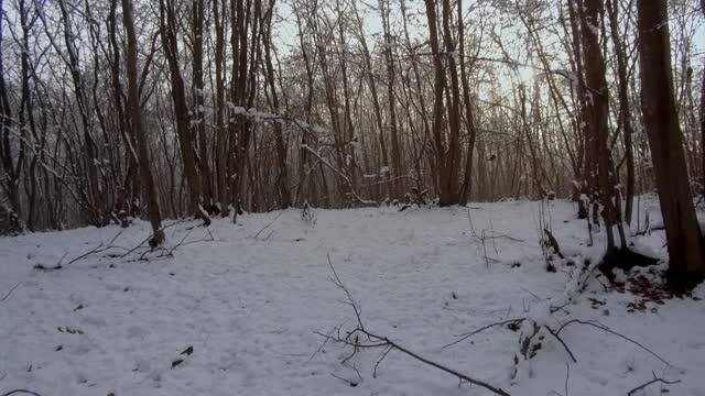 阳光明媚的冬日雪地里的森林。被雪覆盖的树视频素材