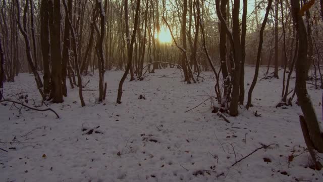 阳光明媚的冬日雪地里的森林。被雪覆盖的树视频素材