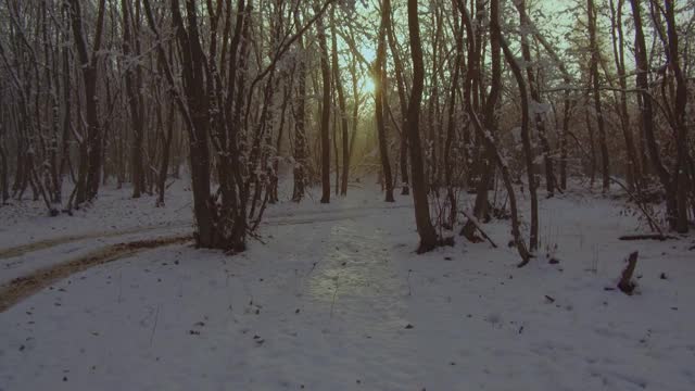 阳光明媚的冬日雪地里的森林。被雪覆盖的树视频素材