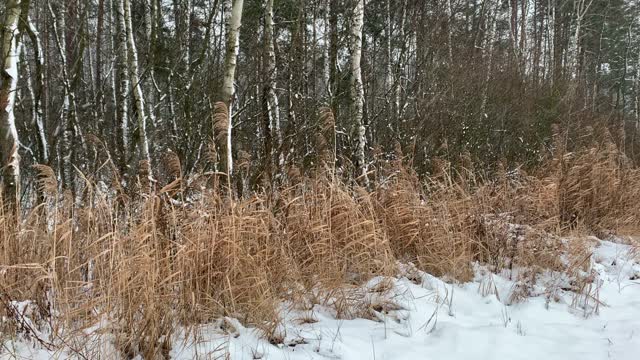 冬天湖边下雪。淤泥在森林的边缘蔓延。视频素材