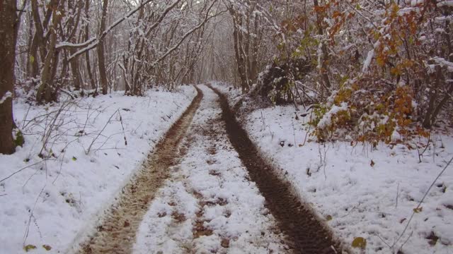 雪地里雾蒙蒙的冬天森林里的小路。自然视频素材