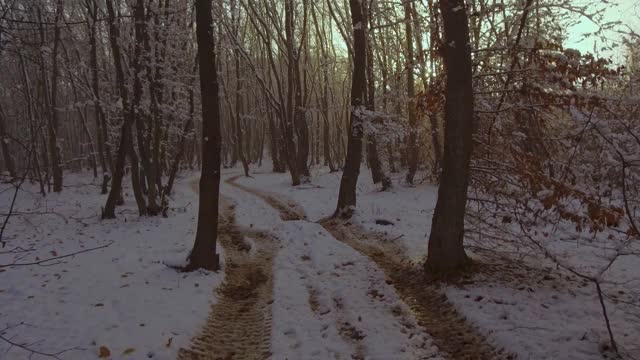 雪地里雾蒙蒙的冬天森林里的小路。自然视频素材