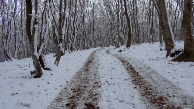 雪地里雾蒙蒙的冬天森林里的小路。自然视频素材