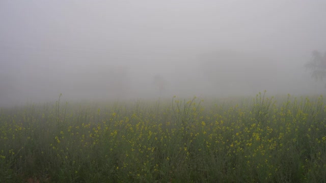 航拍芥菜或芸苔属作物在冬季面对白色厚露珠。在冬季生长的黄色芸苔属植物。视频素材