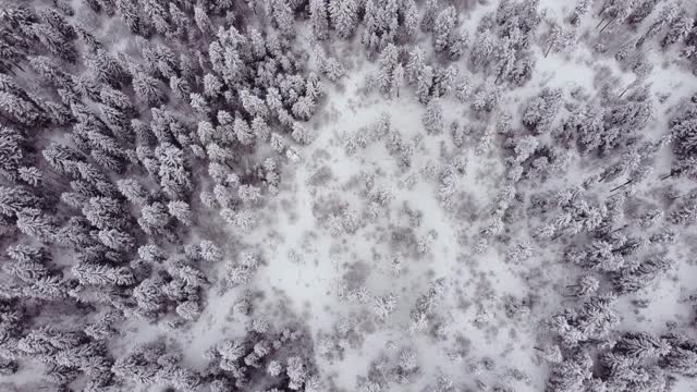 冬季森林鸟瞰图视频素材