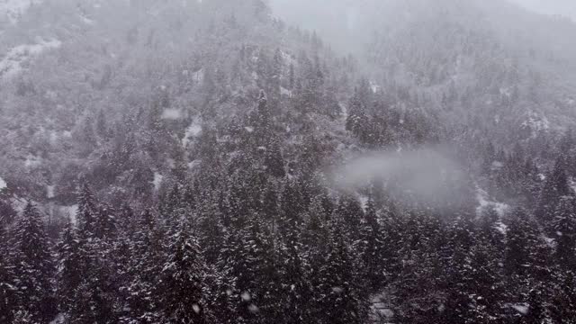 冬季森林鸟瞰图视频素材