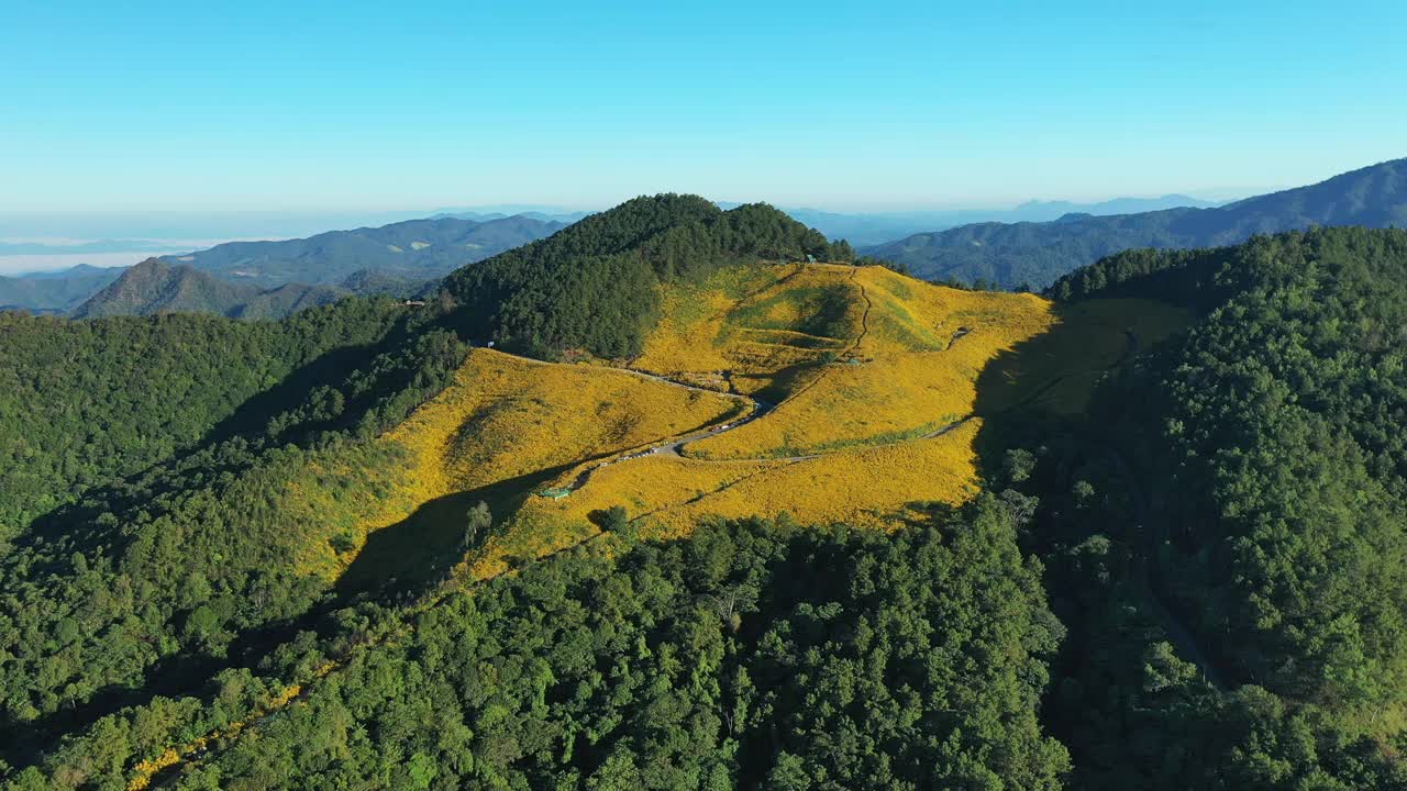 鸟瞰图，阳光下的红黄梅香松视频素材