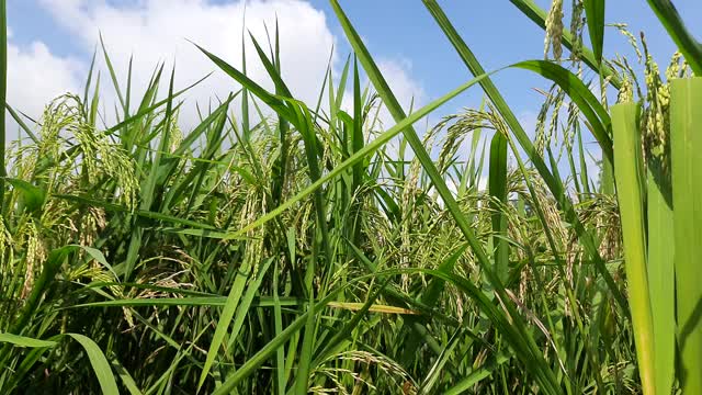 射水稻(稻田)田。视频素材