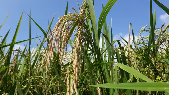 射水稻(稻田)田。视频素材