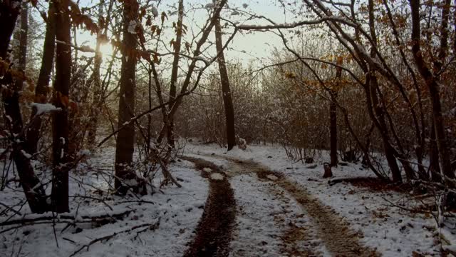 雪地里雾蒙蒙的冬天森林里的小路。自然视频素材