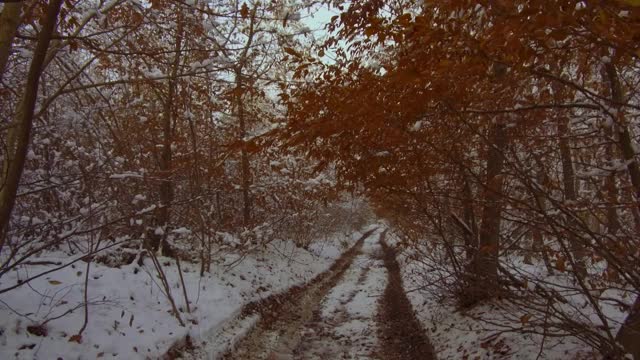 雪地里雾蒙蒙的冬天森林里的小路。自然视频素材