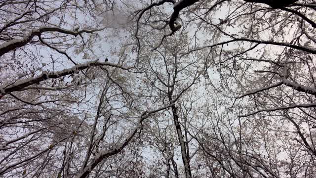 阳光明媚的冬日雪地里的森林。被雪覆盖的树视频素材