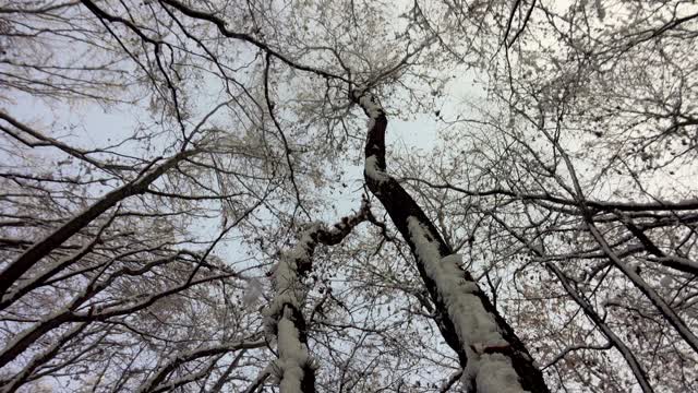 阳光明媚的冬日雪地里的森林。被雪覆盖的树视频素材