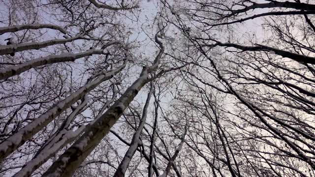 阳光明媚的冬日雪地里的森林。被雪覆盖的树视频素材