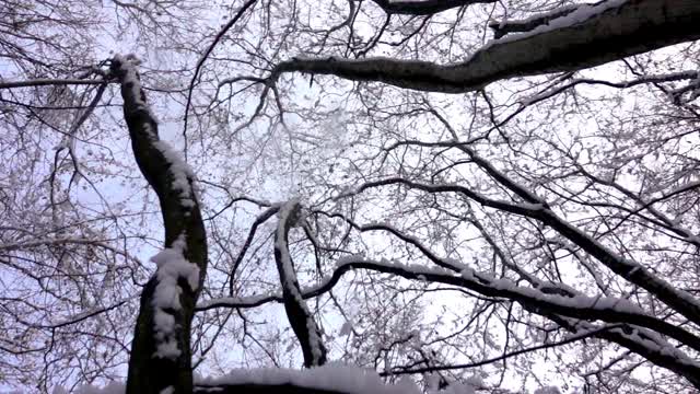 阳光明媚的冬日雪地里的森林。被雪覆盖的树视频素材