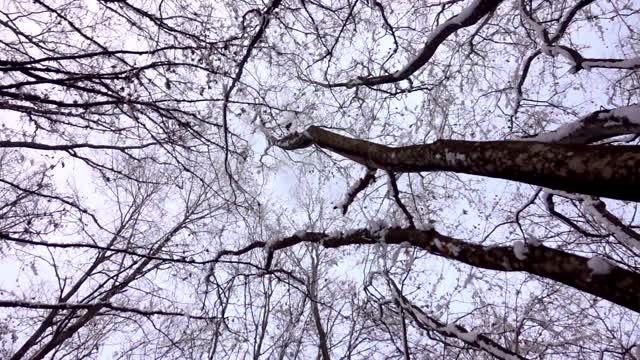 阳光明媚的冬日雪地里的森林。被雪覆盖的树视频素材