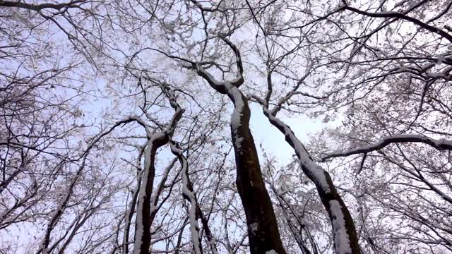 阳光明媚的冬日雪地里的森林。被雪覆盖的树视频素材