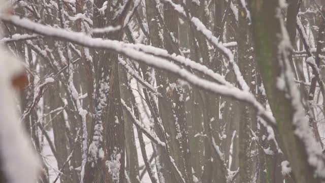 雪地里雾蒙蒙的冬天森林里的小路。自然视频素材