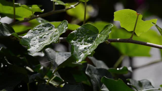 常春藤植物视频素材