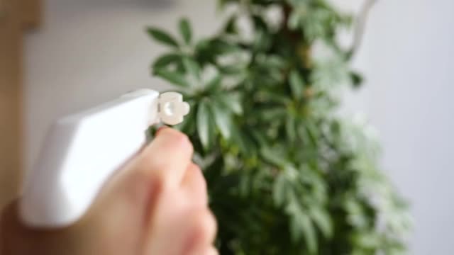 女人用喷雾瓶给室内植物浇水的慢动作视频素材