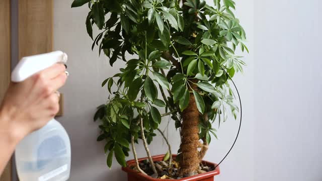 女人用喷雾瓶给室内植物浇水的慢动作视频素材