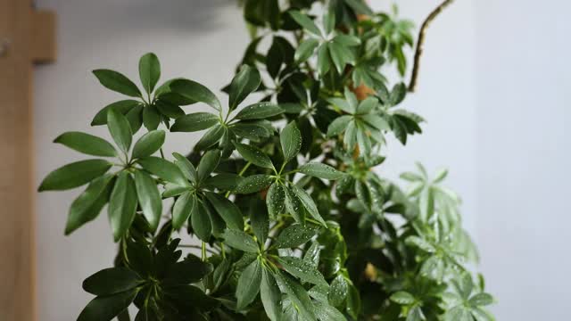 女人用喷雾瓶给室内植物浇水的慢动作视频素材