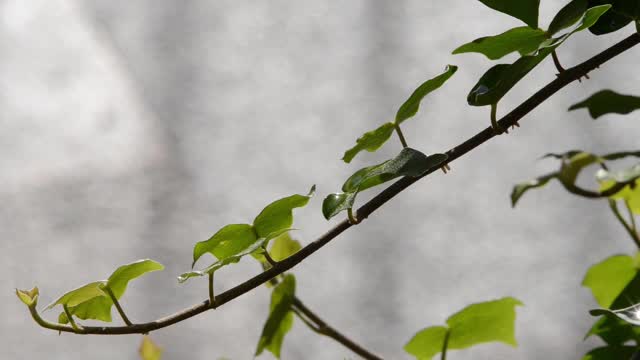 常春藤植物视频素材