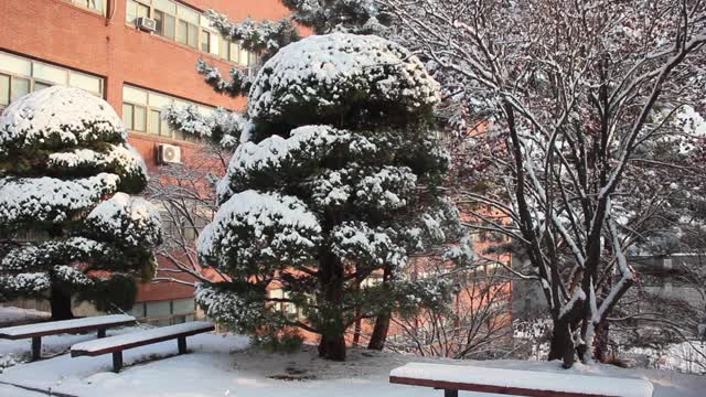 雪地和树木的景色，在一个公园在冬天视频素材