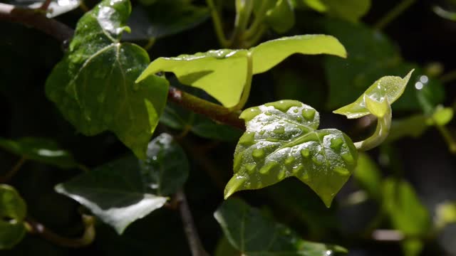 常春藤植物视频素材