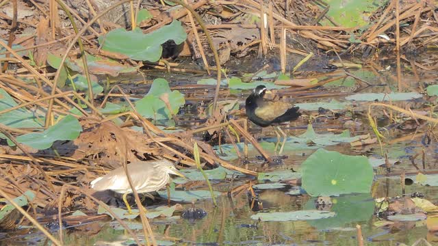 鸟类生活在湿地中。视频下载