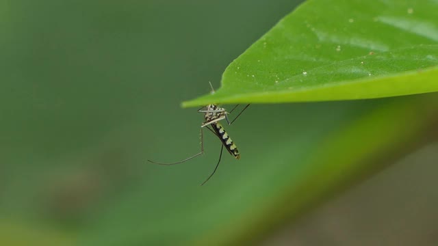 蚊子在热带雨林的绿叶上。视频下载