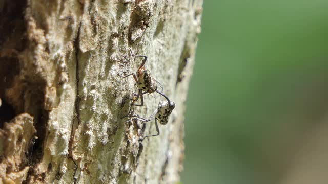 针孔虫甲虫在树上视频下载