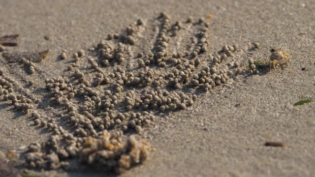 沙泡蟹和沙球视频素材