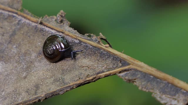 在热带雨林的叶子上爬行的棕色蜗牛。视频下载
