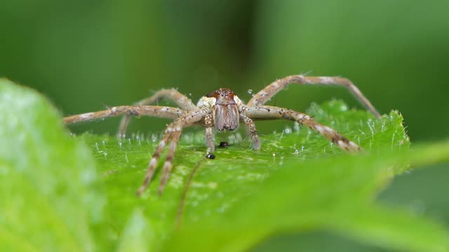 热带雨林叶子上的蜘蛛。视频下载