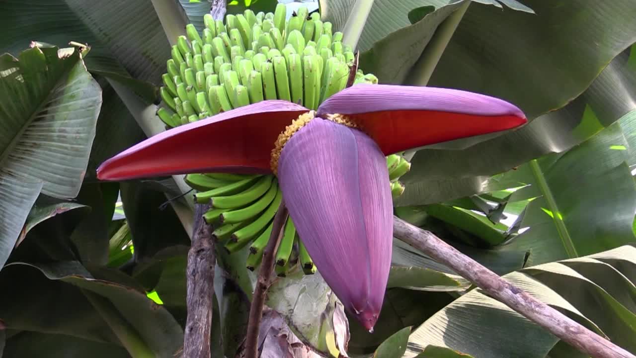 田地里的香蕉树花，特写视频素材