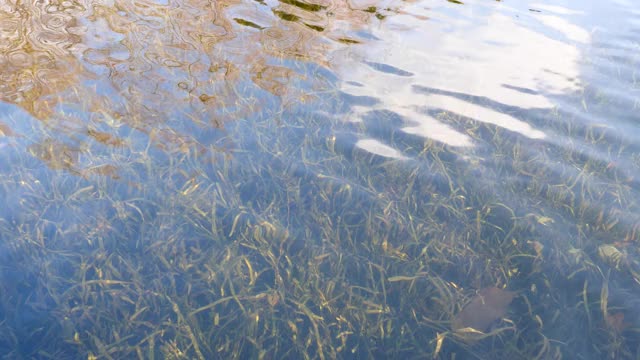 阳光明媚的日子里，水草在清新的水中荡漾，4k慢镜头b卷。视频素材