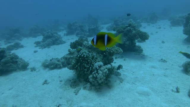 慢镜头，小丑鱼在海葵附近游泳。海洋中的水下生物。镜头缓缓地向前移动，接近一条红海海葵鱼——双角闪鱼。红海视频素材