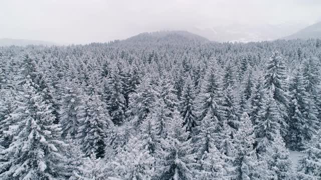 鸟瞰图冬季景观，雪树在山区森林视频素材