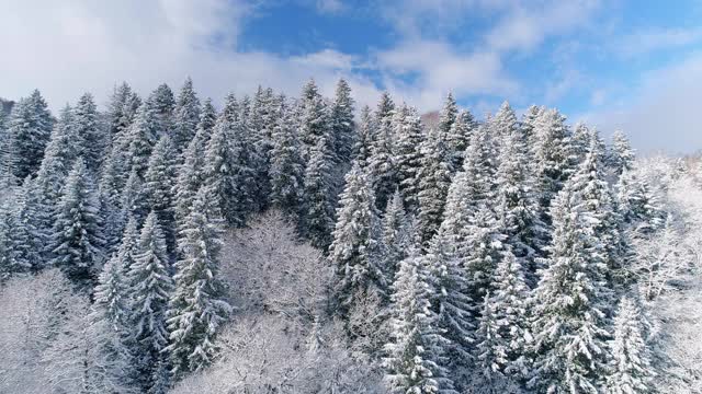 美丽的松林覆盖着雪视频素材