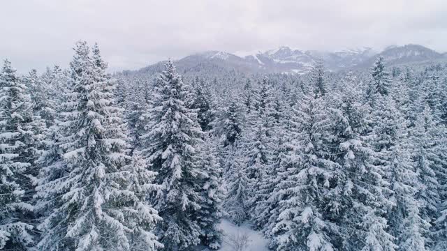 在积雪覆盖的树木之间飞行视频素材