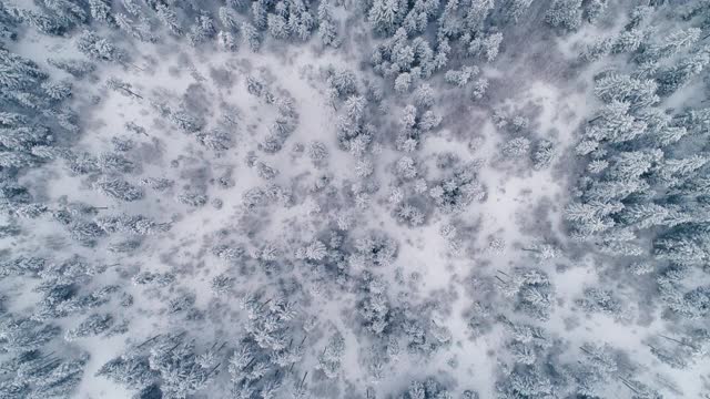 飞过一片美丽的白雪覆盖的松林视频素材