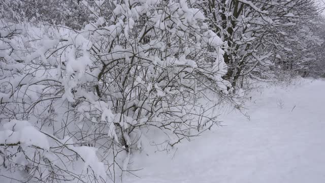 乡间小路穿过一片白雪皑皑的森林，很多雪，树木在雪地里，乡间小路，冬天的故事视频素材