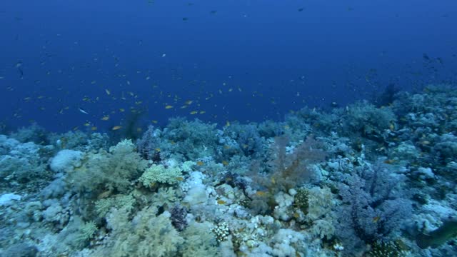 慢镜头，阳光下蓝色的海水背景下，色彩斑斓的热带鱼在美丽的珊瑚礁附近游动。水下的海洋生物-相机移到右侧视频素材