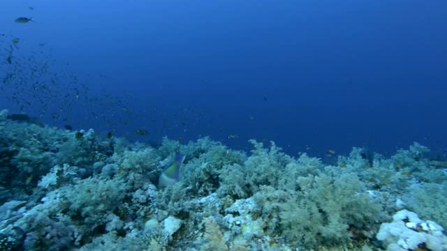 慢镜头，阳光下蓝色的海水背景下，色彩斑斓的热带鱼在美丽的珊瑚礁附近游动。水下的海洋生物-相机移到左边视频素材