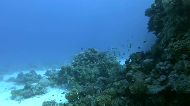 慢镜头，一群Chromis鱼在珊瑚礁附近游泳。海洋中的水下生物。镜头缓缓地向前移动，接近一群阿拉伯黄尾鱼。红海视频素材