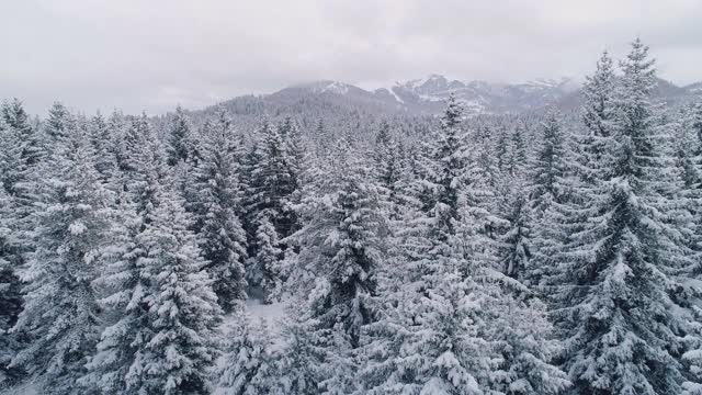 在积雪覆盖的树木之间飞行视频素材