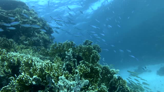 慢镜头，一群蓝色燧发鱼在珊瑚礁附近游动。海洋中的水下生物。镜头缓缓地向前移动，接近一群鱼，月亮燧发鱼——月亮鱼视频素材