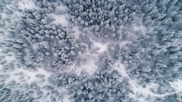 鸟瞰图美丽的雪域森林。冰冻的松树视频素材