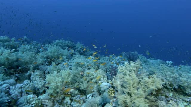 慢镜头，阳光下蓝色的海水背景下，色彩斑斓的热带鱼在美丽的珊瑚礁附近游动。水下的海洋生物-相机移到左边视频素材